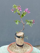 BONSAI DI BOUGANVILLEA 35x10cm