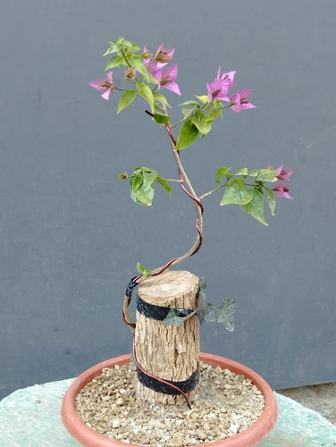 Bonsai bouganvillea 35x10cm - bouganvillea,
