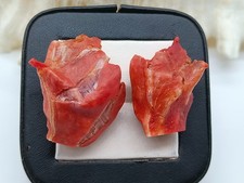 Lotto di 2 pezzi corallo rosso