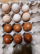 uova feconde amrock e marans