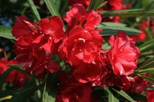 50 SEMI DI NERIUM OLEANDER "OLEANDRO ROSSO" " SPEDIZIONE GRATUITA "