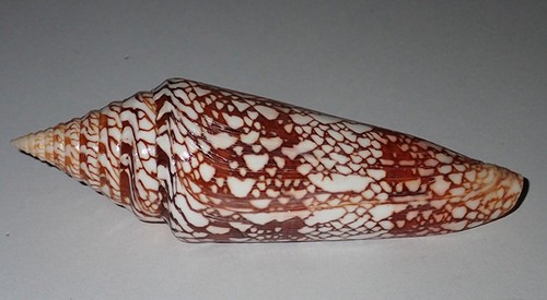 135 great huge conus - 135,
