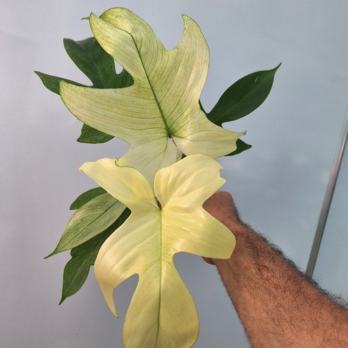 Philodendron florida ghost - philodendron, 'ghost'