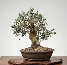 Bonsai di Olivo (Olea)