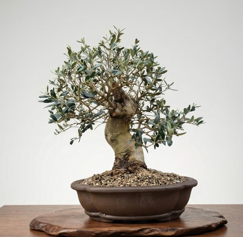 Bonsai olivo - bonsai, (olea)