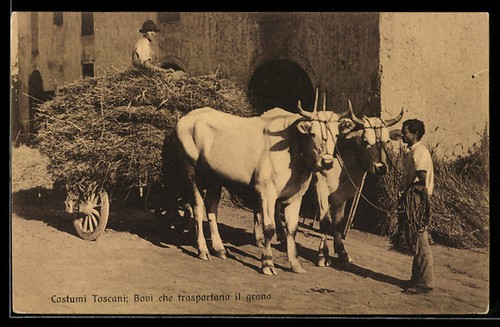 Cartolina firenze - /,