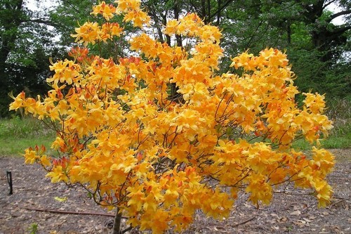 Fantastique aromi azalea - fantastique~aromi,