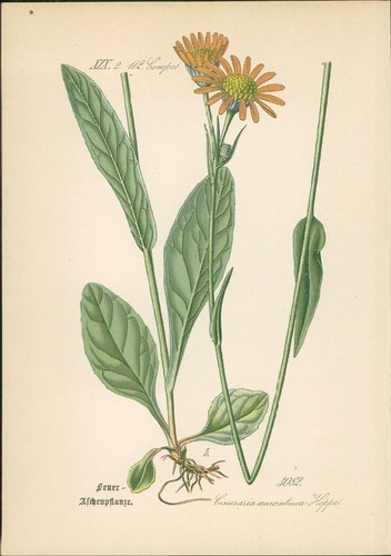 Chromolithographie - ,