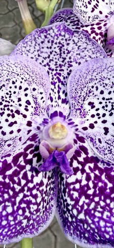 Vanda perfect purple haze - vanda,