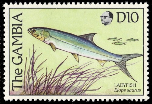 Gambia 894 ladyfish elops - 894, "elops