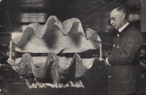 Gigante tridacna clam - gigante,