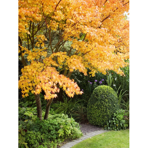 Acero rosso giapponese - giapponese, "acer