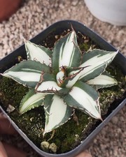 Vendita Raro Cactus Agave