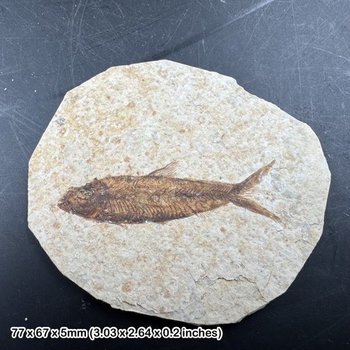 Fish fossil eocene period - fossil,
