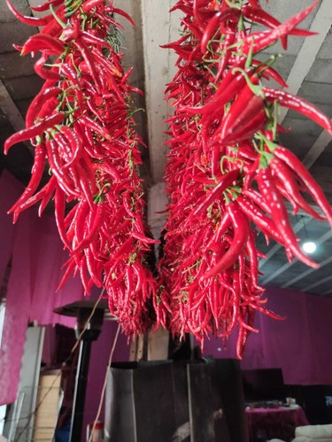 Peperoncino piccante amabile
