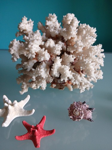 Corallo bianco naturale - bianco,,