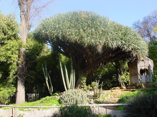 Semi dracaena draco - 6, di