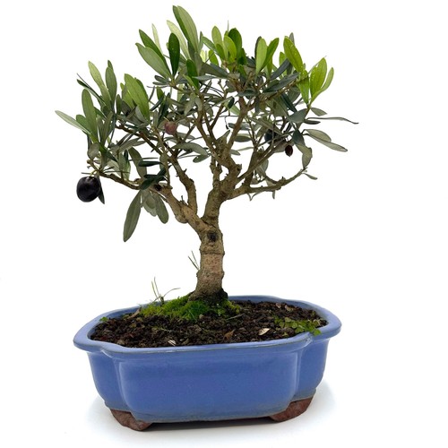 Bonsai olivo vaso a - di,
