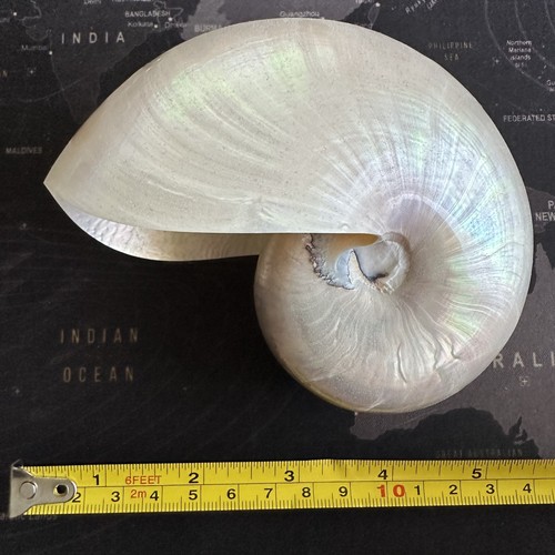 Conchiglia nautilus lucidata - conchiglia,