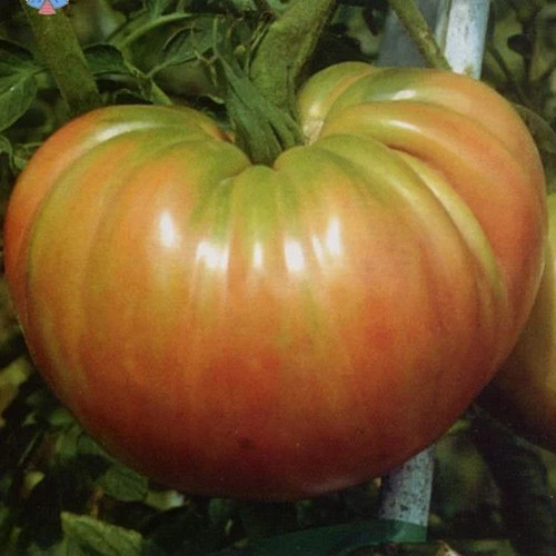 Semi pomodoro oxheart - 60,