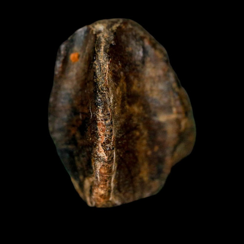 Corona dente fossile