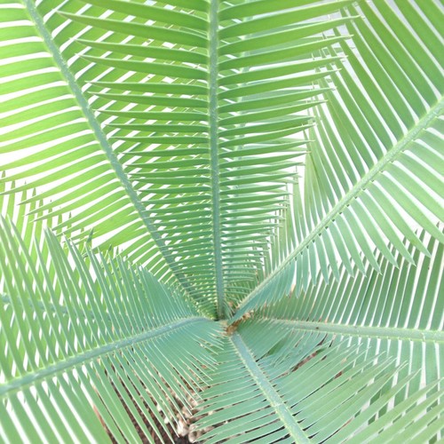 Dioon edule rio verde - dioon, verde"