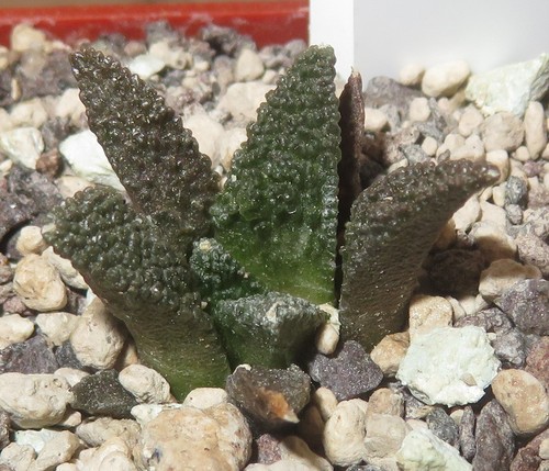 Ariocarpus fisuratus var