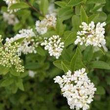Ligustrum vulgare - ligustro