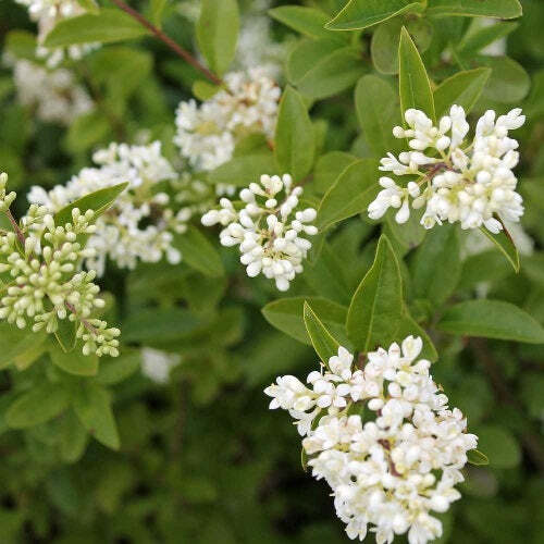 Ligustrum vulgare ligustro - -,