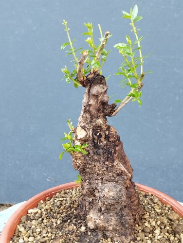Bonsai olivastro 30x10cm - olivastro,
