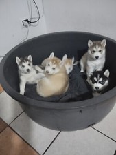 Disponibili 5 cuccioli husky
