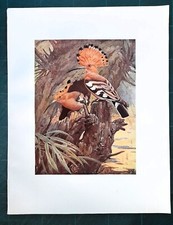 Stampa antica UCCELLI UPUPA DAVANTI AL NIDO Upupa epops 1911 Antique print