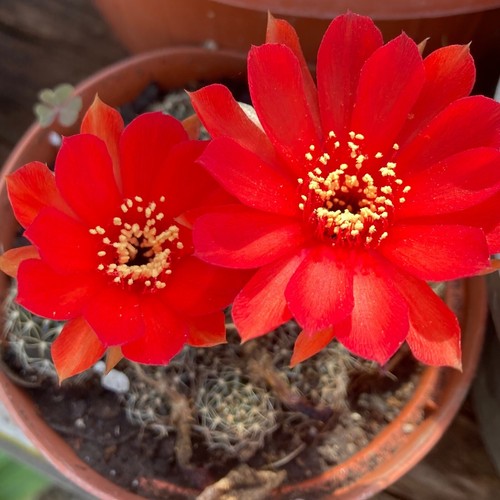 Cactus pianta grassa lobivia - pianta,