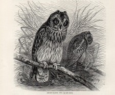 1894 Piccola Stampa Antica =