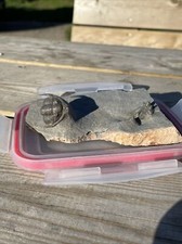 Cyphaspis eximia and