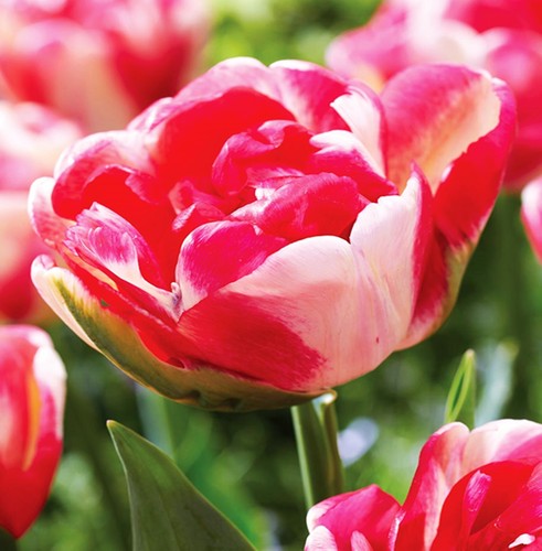 Tulipani bulbi fiori - bulbi, di
