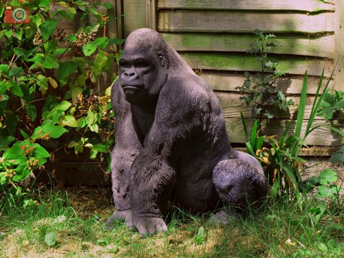 Large silverback gorilla - large,