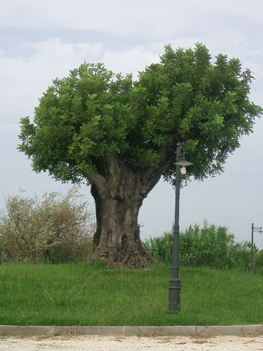 Albero carrubo carrube - di,