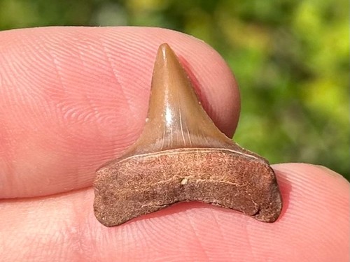 Bello dente squalo fossile - dente,