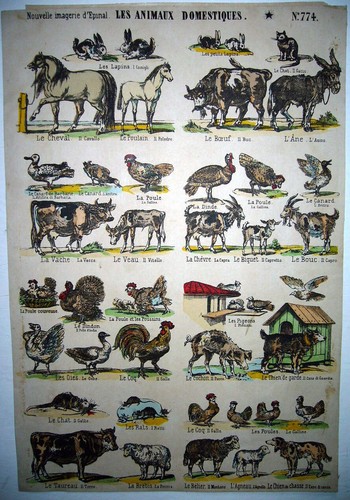 Zoologia animali fattoria - animali,