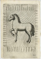 2 Incisioni in Rame Giuseppe D'Alessandro - Ippologia - Cavallo Veterinaria 1723