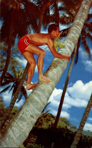 Cocopalm climber palme - cocopalm,
