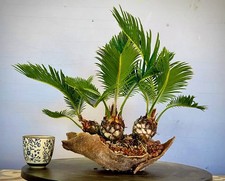 Unique Bonsai: Triple