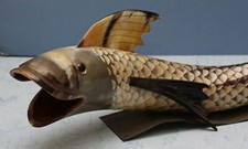 Scultura corno bue pesce - in,