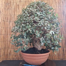Bonsai di Quercia da Sughero h 59cm Visita il mio negozio!
