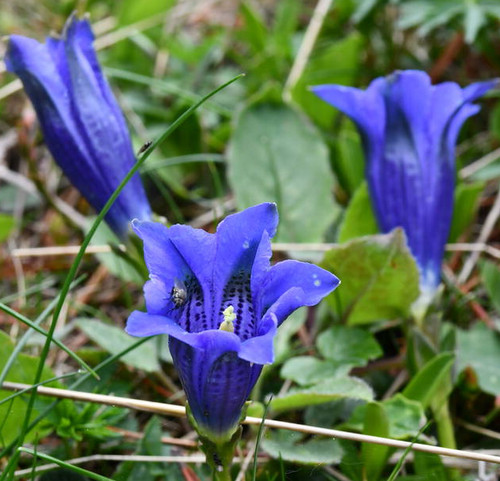 Genziana blu gentiana - blu, (gentiana