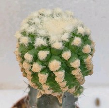 Echinocactus grusonii monster form clon 01