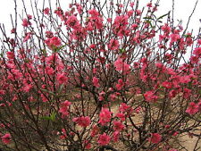 PRUNUS PERSICA, PESCO, 5 SEMI, SEMI BONSAI, SEEDS