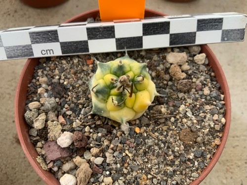 207 turbinicarpus - 207,