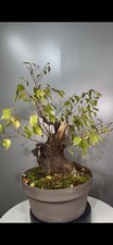 Pre Bonsai Di Prunus Maleb (